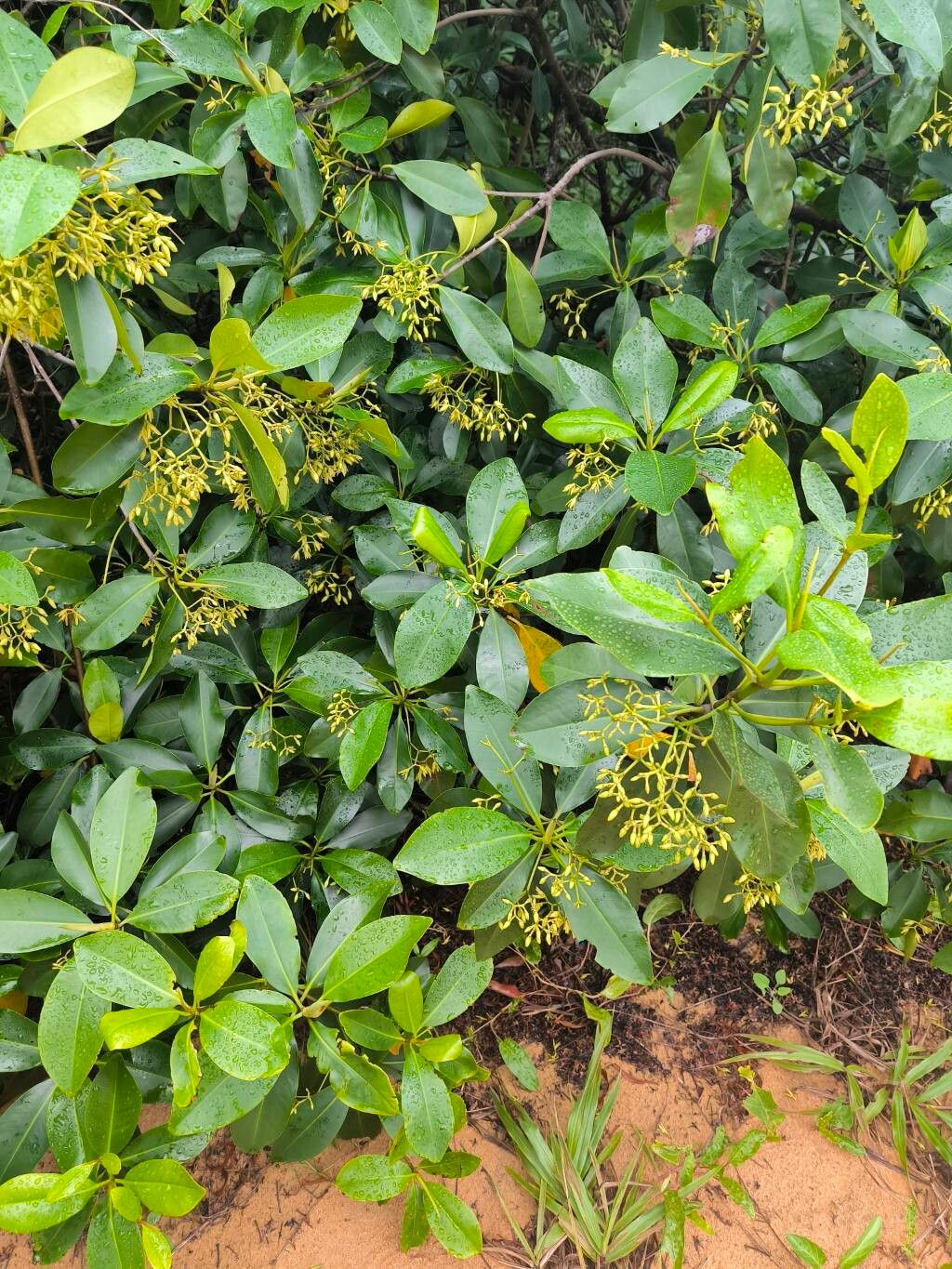 Rhizophora racemosa (Rhizophora racemosa)