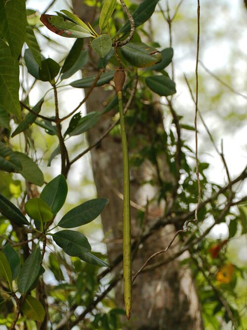 Rhizophora racemosa: Attached, mature propagule of Rhizophora racemosa , mangrove forest near Vigia, Pará, Brazil