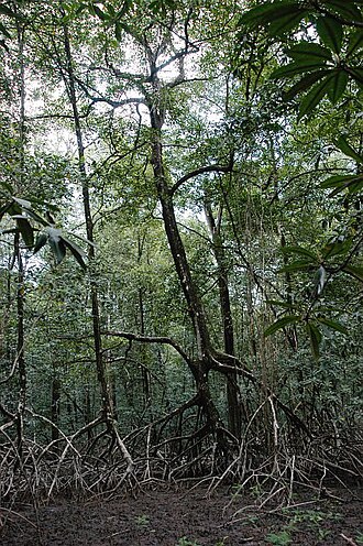 Rhizophora racemosa: Rhizophora racemosa trees in mangrove forest near Vigia, Pará, North Brazil .