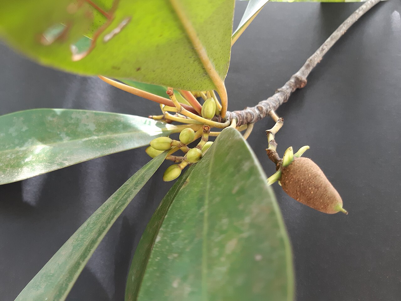 Rhizophora racemosa: Rhizophora racemosa Reproduktion