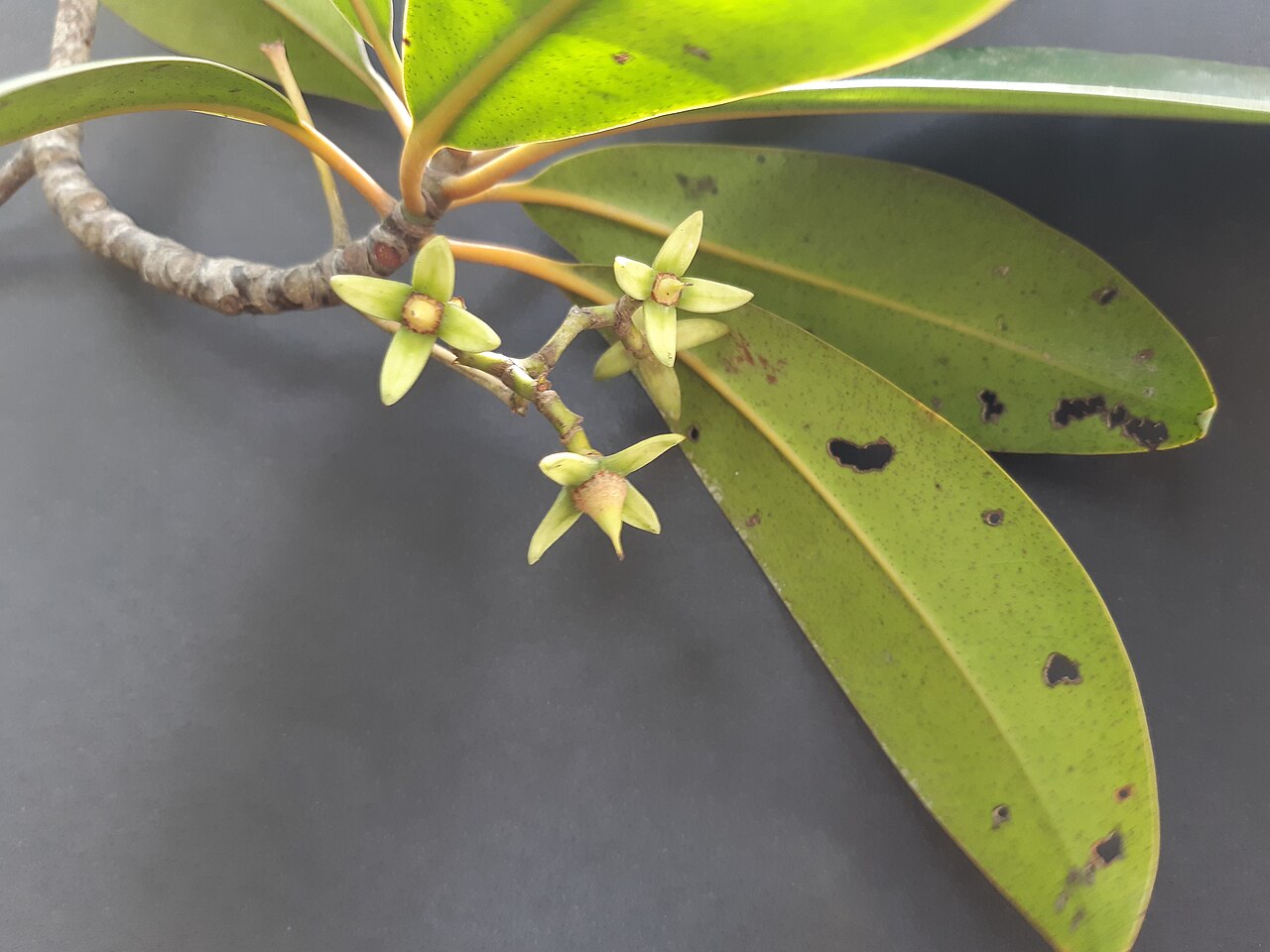 Rhizophora racemosa: Blüten von Rhizophora racemosa