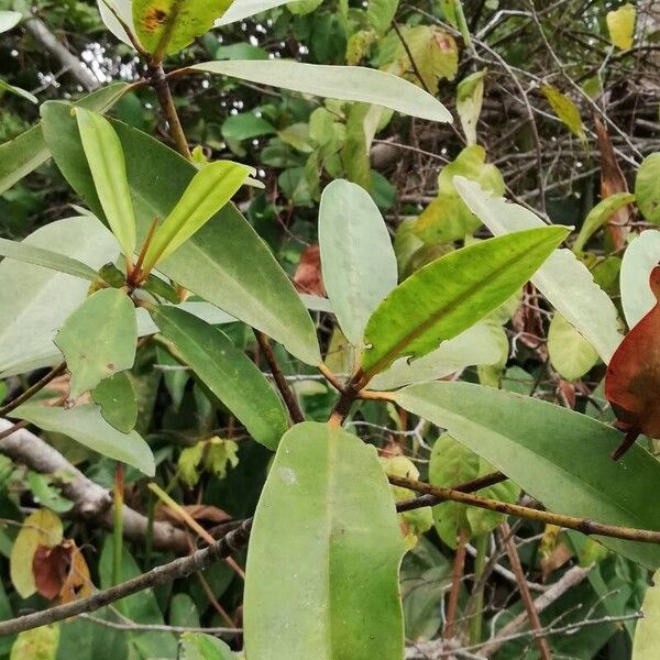 Rhizophora racemosa (Rhizophora racemosa)