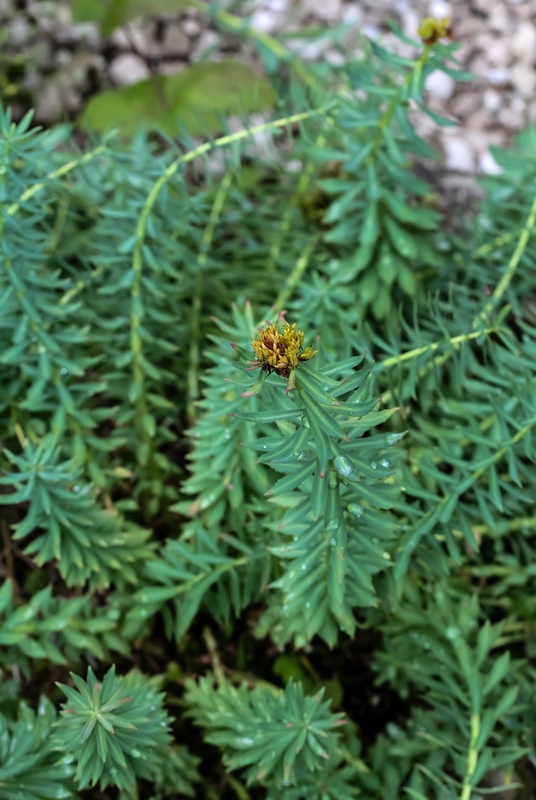 Roseroot stonecrop: Slowenien , Julische Alpen : Botanischer Garten Alpinum Juliana in Trenta : Rosenwurz