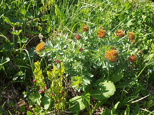 Roseroot stonecrop: Malá Fatra, Slovakia. Golden root.