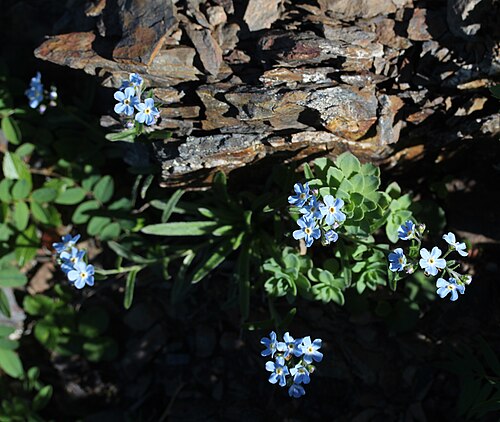 Roseroot stonecrop: Eritrichium nipponicum and Rhodiola rosea in Mount Hijiri, Akaishi Mountains, Iida, Nagano Prefecture, Japan.