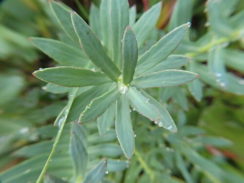 Roseroot stonecrop: Leaves of Rhodiola rosea on Rysy.