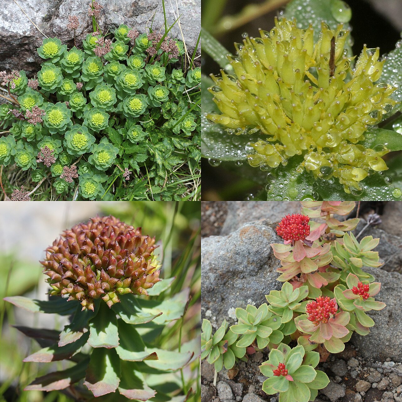 Roseroot stonecrop: Montage of Rhodiola rosea