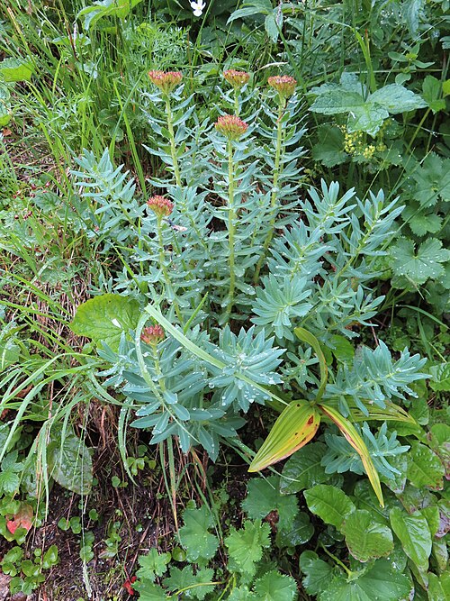 Roseroot stonecrop: Rhodiola rosea on Rysy.