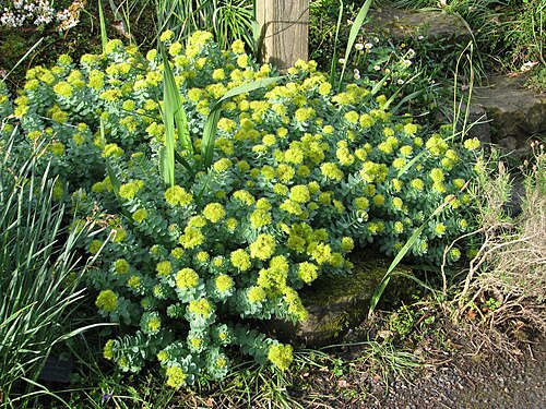 Roseroot stonecrop: In case anyone was under the impression this was a neat little alpine