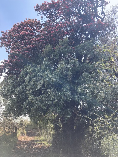 Burans (Rhododendron arboreum)
