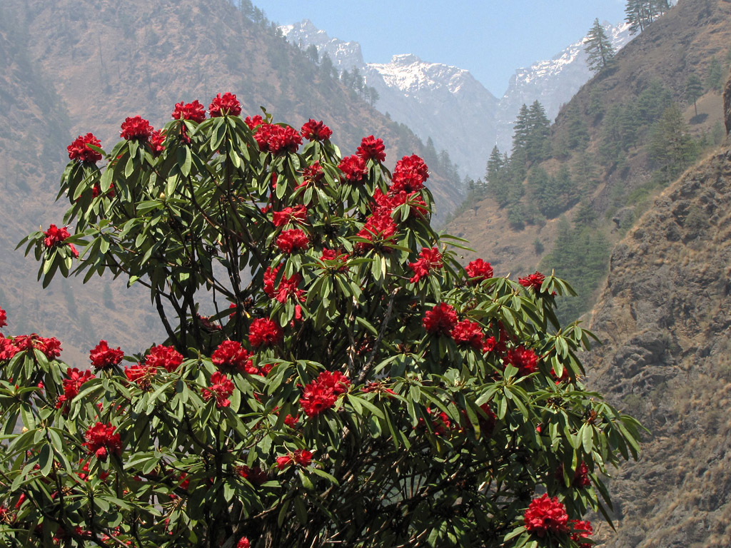 Burans: Rhododendron on Manaslu circuit, Nepal