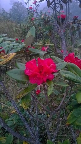 Burans (Rhododendron arboreum)