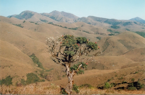 Burans (Rhododendron arboreum)