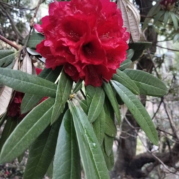 Burans (Rhododendron arboreum)