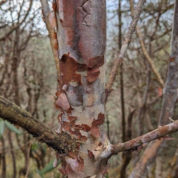 Burans (Rhododendron arboreum)