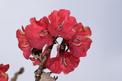 Burans: Rhododendron Flower from Yumthang Valley in North Sikkim, India