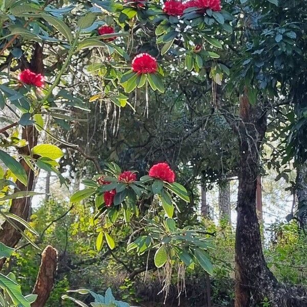 Burans (Rhododendron arboreum)