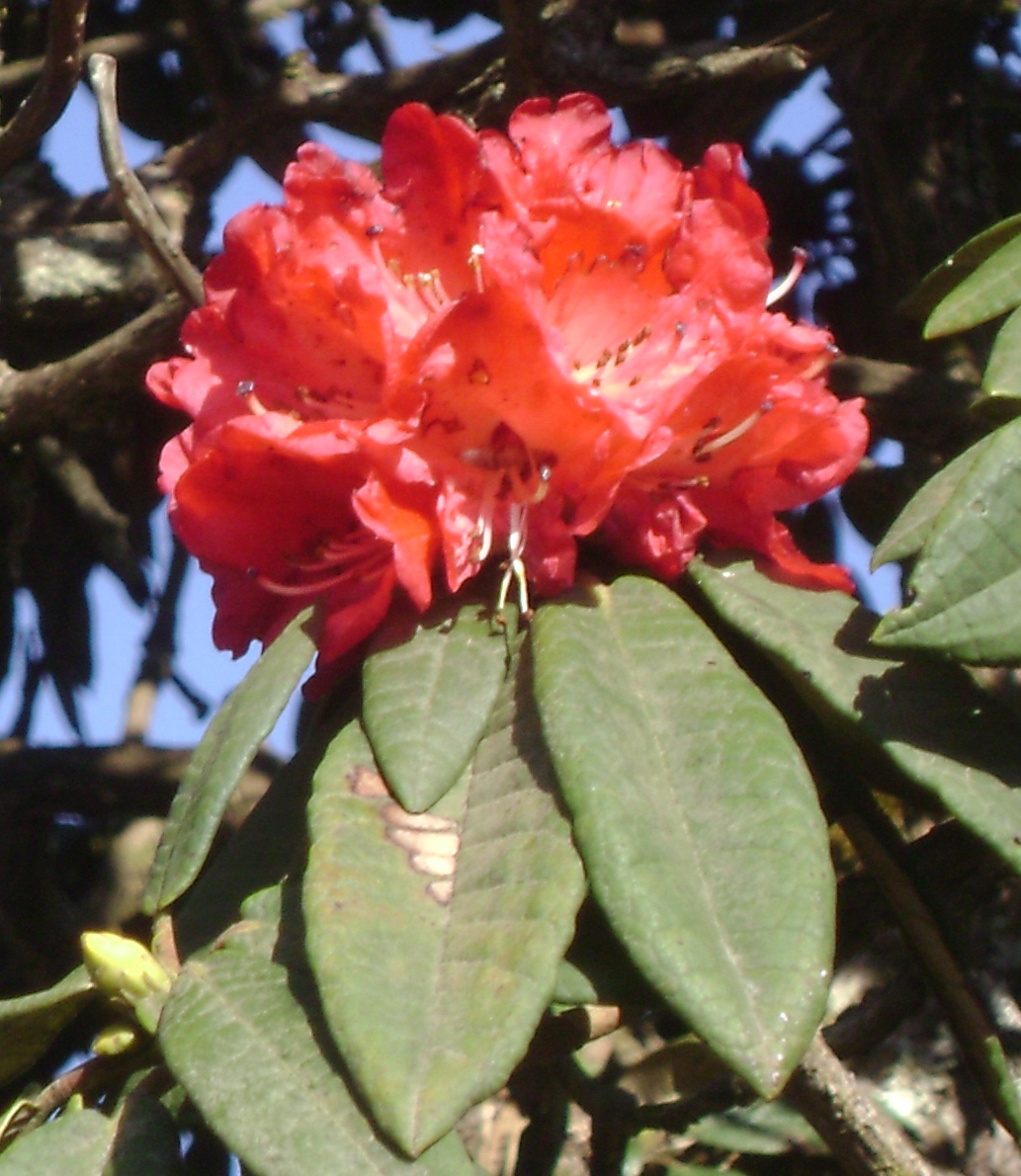 Burans: Rhododendron arboreum subsp. nilagiricum at Mukurthi National Park