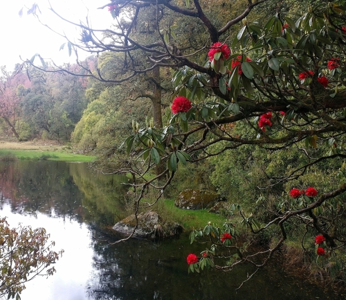 Burans (Rhododendron arboreum)