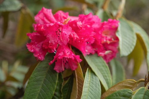 Burans (Rhododendron arboreum)