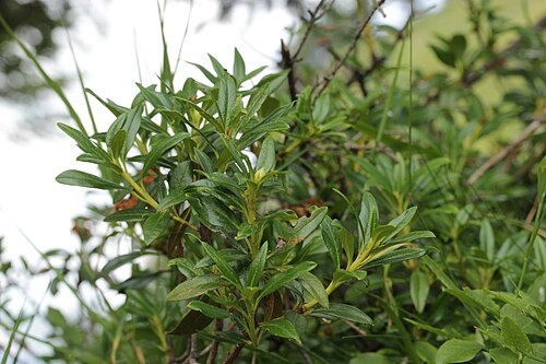 Rusty-leaved alpenrose: Alpenrose - Rhododendron ferrugineum