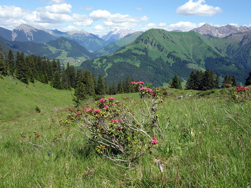 Rusty-leaved alpenrose (Rhododendron ferrugineum)