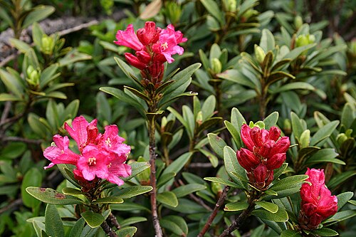 Rusty-leaved alpenrose: Alpenrose