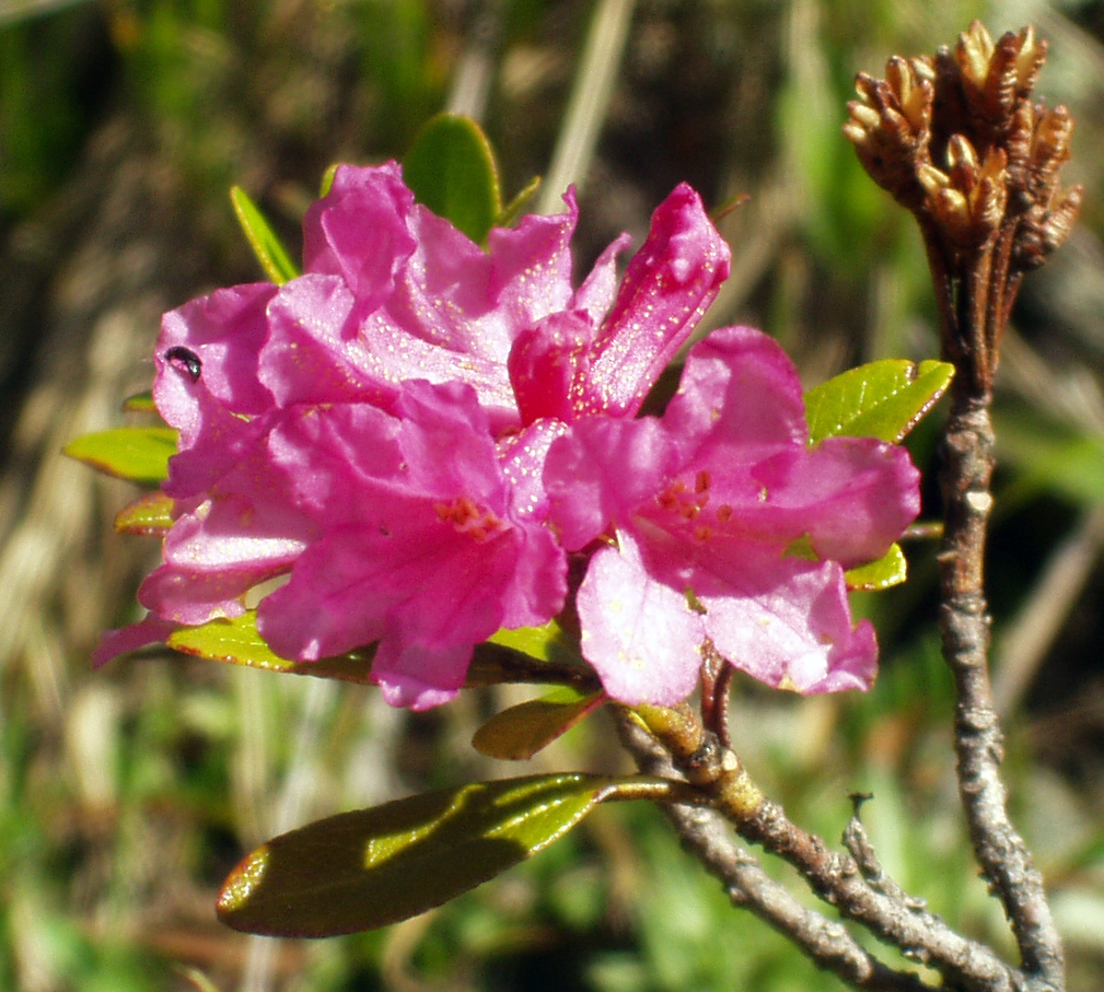 Rusty-leaved alpenrose (Rhododendron ferrugineum)