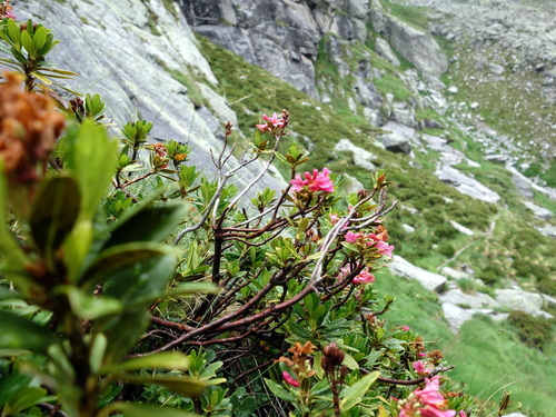 Rusty-leaved alpenrose (Rhododendron ferrugineum)