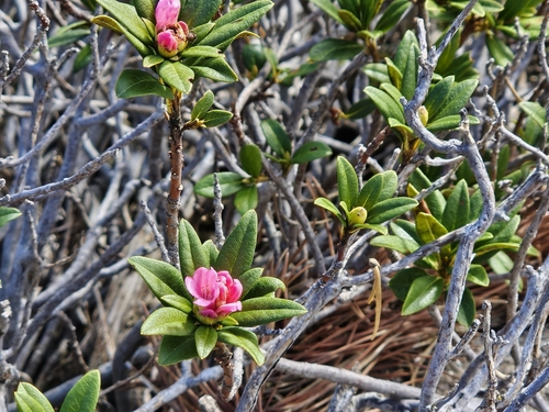 Rusty-leaved alpenrose (Rhododendron ferrugineum)