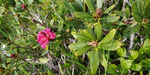 Rusty-leaved alpenrose (Rhododendron ferrugineum)