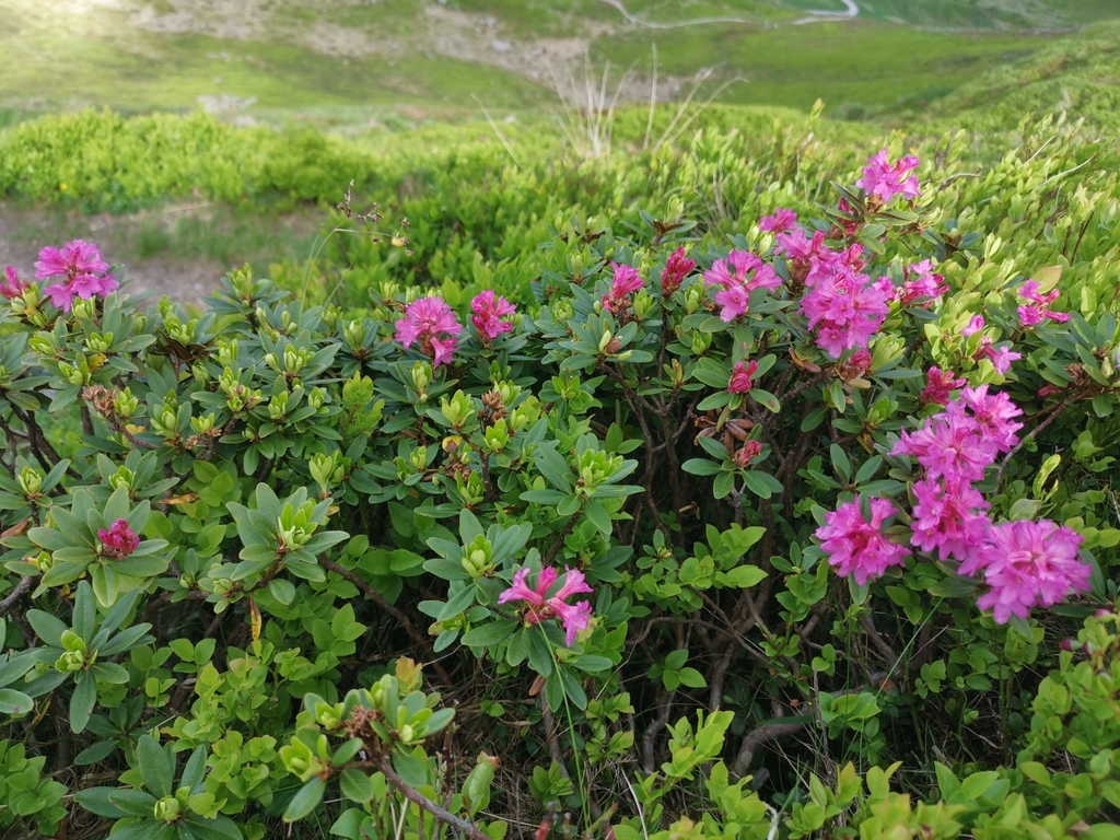 Rusty-leaved alpenrose (Rhododendron ferrugineum)