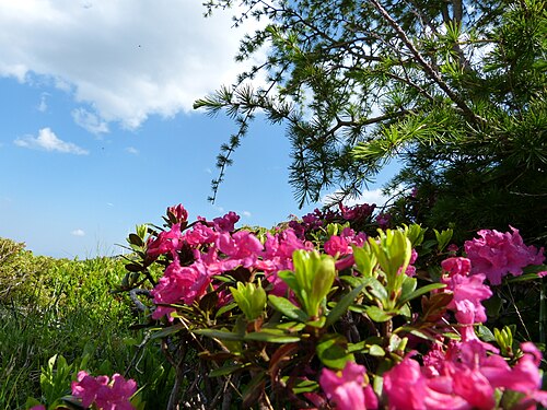 Rusty-leaved alpenrose: Rhododendron ferrugineum, Großes Lachtal, Wölzer Tauern .