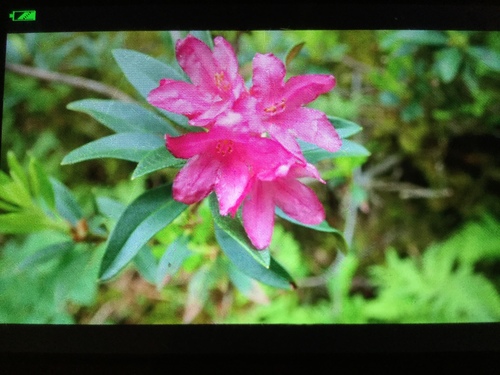 Rusty-leaved alpenrose (Rhododendron ferrugineum)