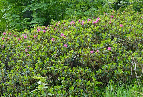 Rusty-leaved alpenrose: Biella, Piedmont, ITALY
