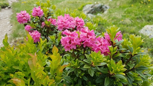 Rusty-leaved alpenrose (Rhododendron ferrugineum)