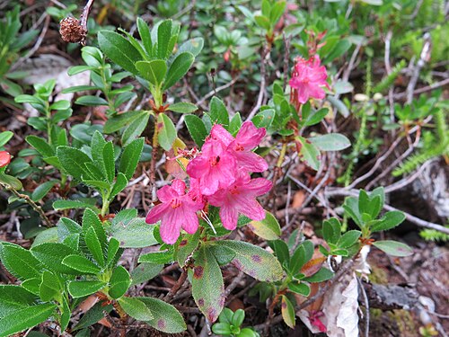 Hairy alpenrose: Rhododendron hirsutum (Hairy Alpenrose) at Dürrenstein