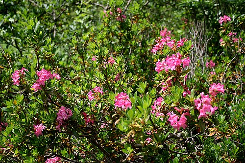Hairy alpenrose: Hairy Alpenrose