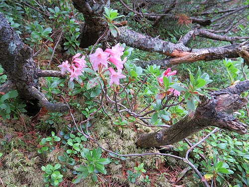 Hairy alpenrose: Rhododendron hirsutum (Hairy Alpenrose) at Dürrenstein
