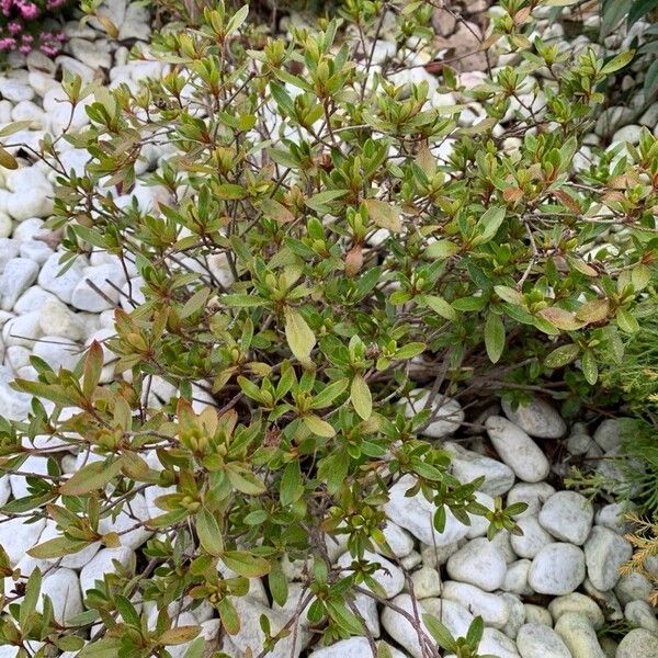 Hairy alpenrose (Rhododendron hirsutum)