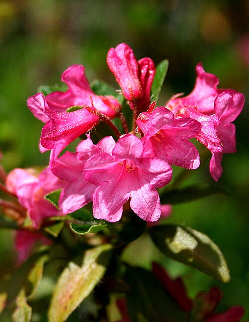 Hairy alpenrose: Hairy Alpenrose