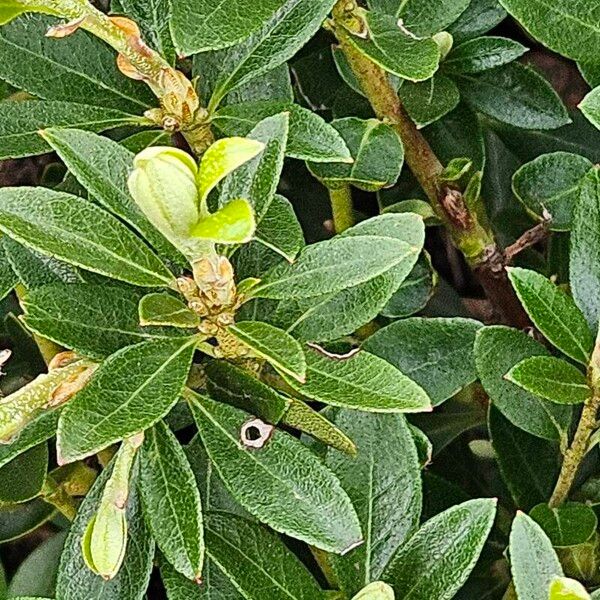 Hairy alpenrose (Rhododendron hirsutum)