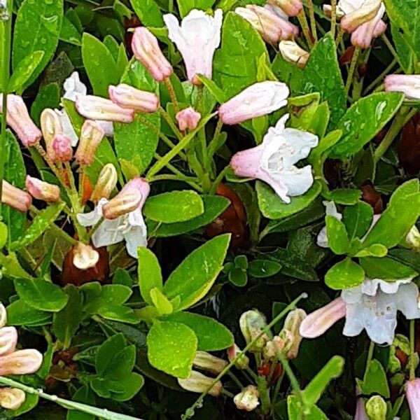 Hairy alpenrose (Rhododendron hirsutum)