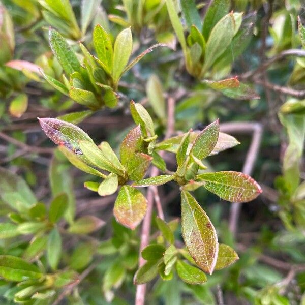 Hairy alpenrose (Rhododendron hirsutum)
