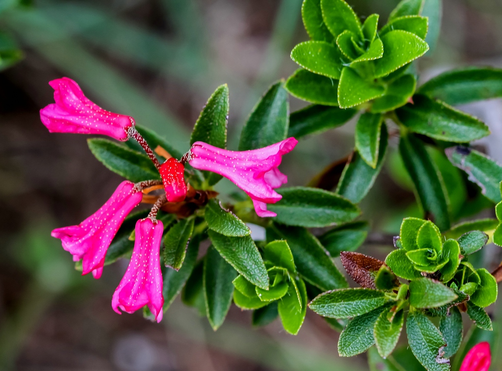 Hairy alpenrose: Alpengarten Villacher Alpe : Bewimperte_Alpenrose