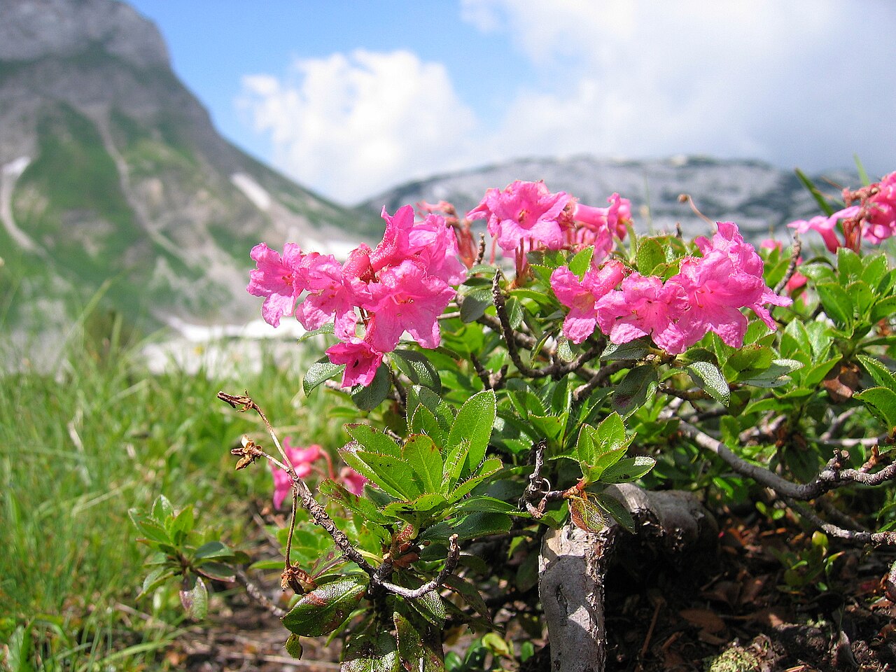 Hairy alpenrose: Rhododendron hirsutum , Totes Gebirge near Wildgössl, ~2000, Styria, Austria