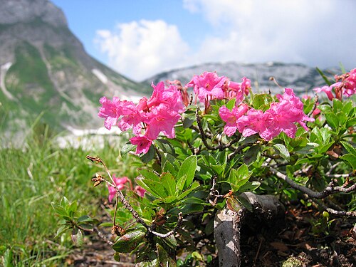 Hairy alpenrose: Rhododendron hirsutum , Totes Gebirge near Wildgössl, ~2000, Styria, Austria