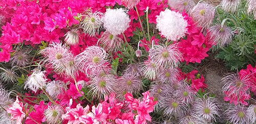 Satsuki azalea: Rhododendron and pasque flowers