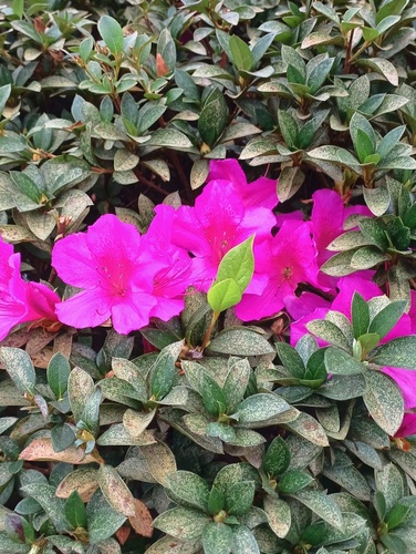 Satsuki azalea (Rhododendron indicum)