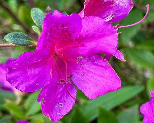 Satsuki azalea (Rhododendron indicum)